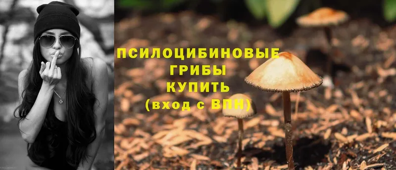 Псилоцибиновые грибы Psilocybine cubensis Урюпинск